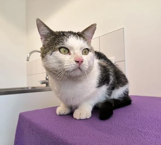 Elton John, female European Shorthair for adoption at Tierheim Koblenz, Koblenz