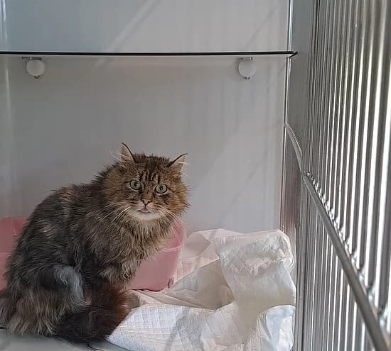 Destiny, female European Shorthair for adoption at Tierheim Koblenz, Koblenz