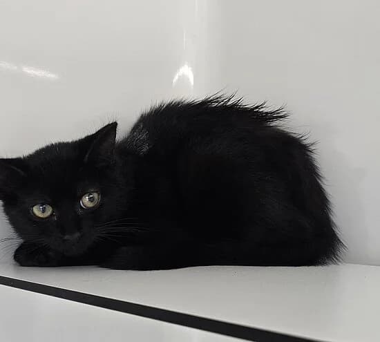 Missy Elliot,  European Shorthair for adoption at Tierheim Koblenz, Koblenz