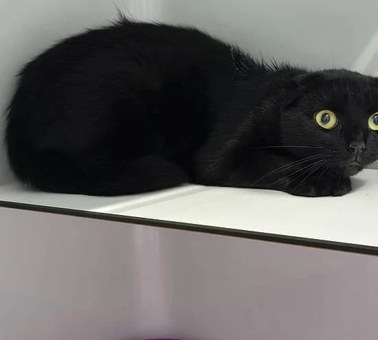 Celine Dion,  Scottish Fold for adoption at Tierheim Koblenz, Koblenz