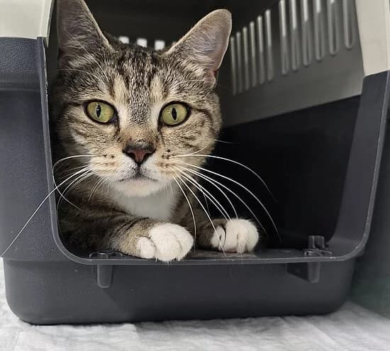 Whitney,  European Shorthair for adoption at Tierheim Koblenz, Koblenz