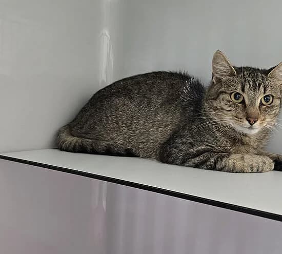 Johnny,  European Shorthair for adoption at Tierheim Koblenz, Koblenz