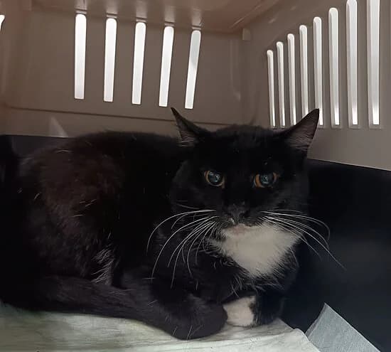 Justin Timberlake,  European Shorthair for adoption at Tierheim Koblenz, Koblenz