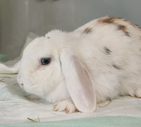 Mecces,  mixed breed for adoption at Tierheim Koblenz, Koblenz