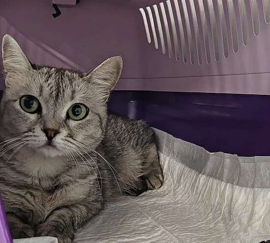 Nana Mouskouri, female European Shorthair for adoption at Tierheim Koblenz, Koblenz