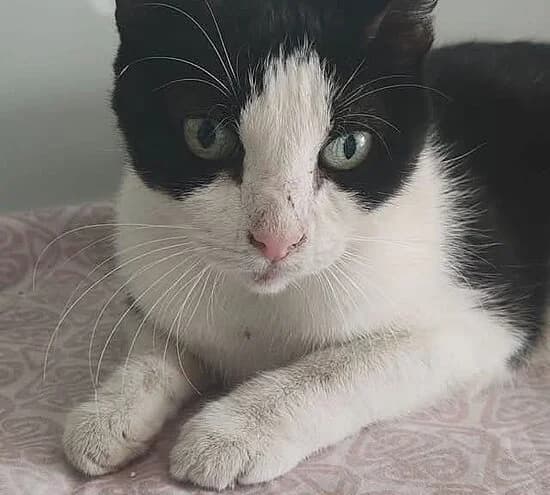 Alanis Morisette,  senior European Shorthair for adoption at Tierheim Koblenz, Koblenz