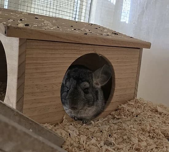 Lotti,  senior Chinchilla for adoption at Tierheim Koblenz, Koblenz