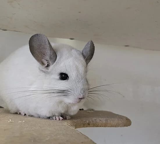 Merle,  senior Chinchilla for adoption at Tierheim Koblenz, Koblenz