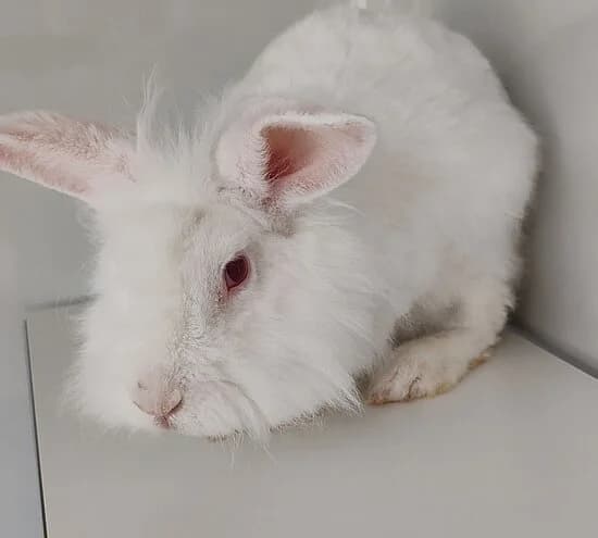 Barbie,  mixed breed for adoption at Tierheim Koblenz, Koblenz
