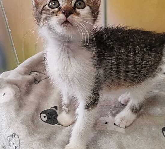 Hippo, European Shorthair for adoption at Tierheim Koblenz, Koblenz