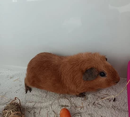 Poppi, female mixed breed for adoption at Tierheim Koblenz, Koblenz