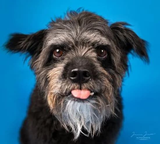 Aron, male 7yo mixed breed for adoption at Tierheim Koblenz, Koblenz