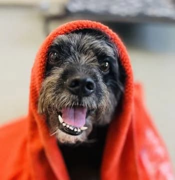 Aron, male mixed breed for adoption at Tierheim Koblenz, Koblenz — photo 3 of 11