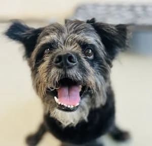 Aron, male mixed breed for adoption at Tierheim Koblenz, Koblenz — photo 4 of 11