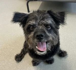 Aron, male mixed breed for adoption at Tierheim Koblenz, Koblenz — photo 5 of 11