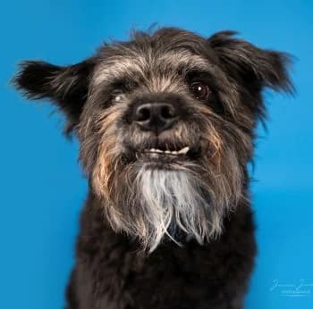 Aron, male mixed breed for adoption at Tierheim Koblenz, Koblenz — photo 6 of 11