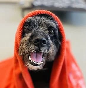 Aron, male mixed breed for adoption at Tierheim Koblenz, Koblenz — photo 8 of 11