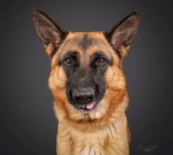 Blue, male 6yo German Shepherd for adoption at Tierheim Koblenz, Koblenz
