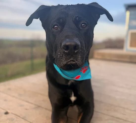 Loki,  Rottweiler for adoption at Tierheim Koblenz, Koblenz
