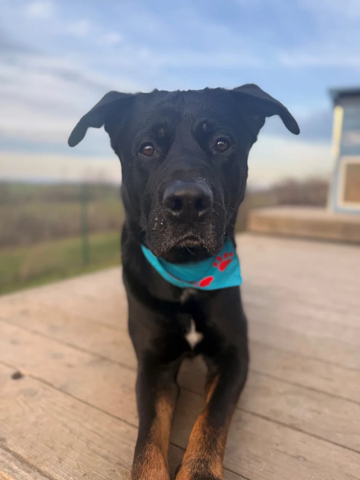 Loki,  Rottweiler for adoption at Tierheim Koblenz, Koblenz — photo 3 of 16