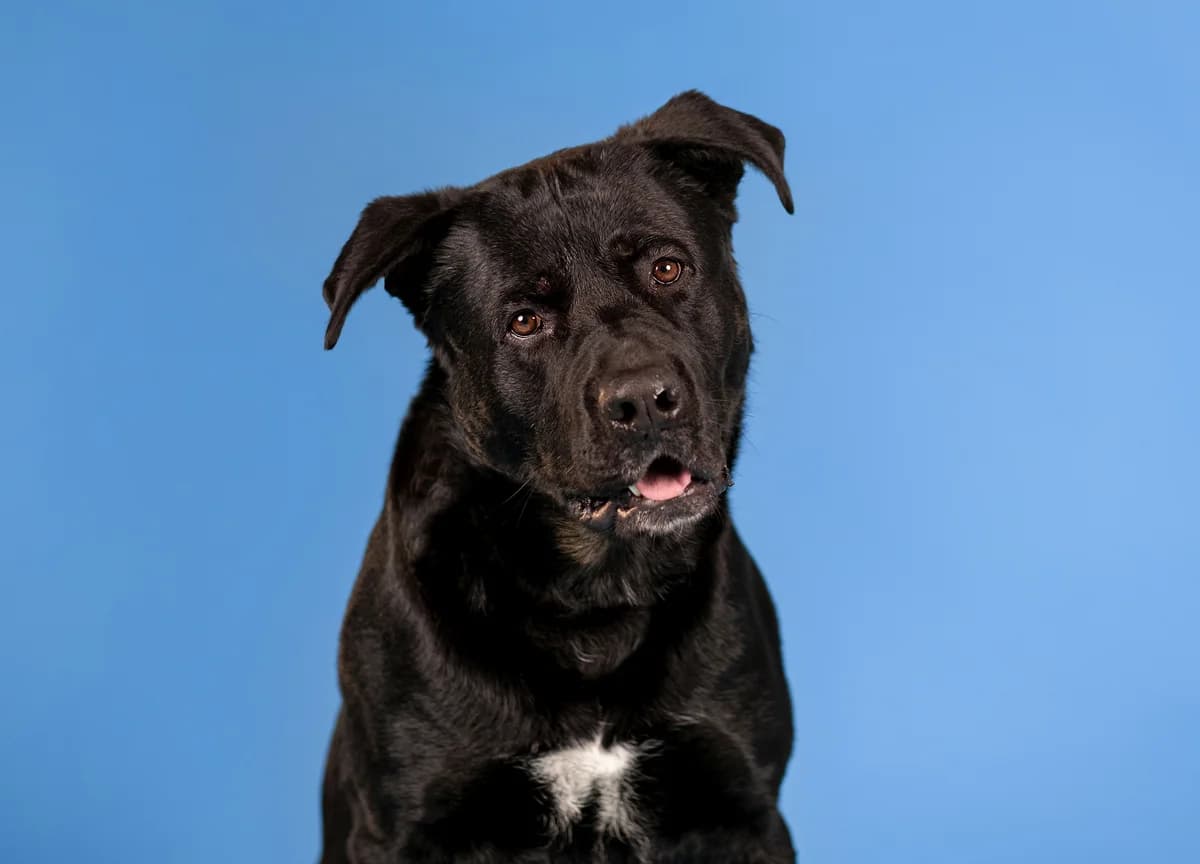 Loki,  Rottweiler for adoption at Tierheim Koblenz, Koblenz — photo 4 of 16