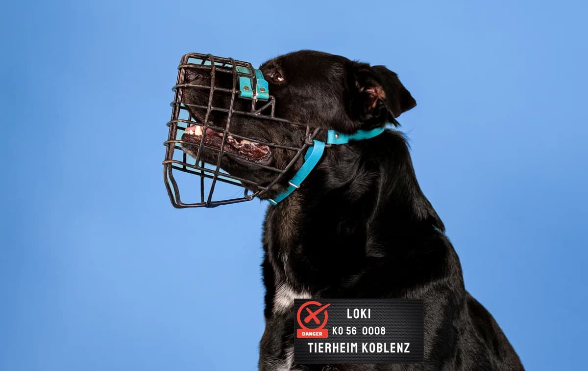 Loki,  Rottweiler for adoption at Tierheim Koblenz, Koblenz — photo 5 of 16