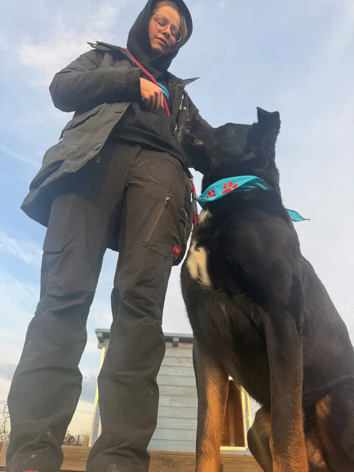Loki,  Rottweiler for adoption at Tierheim Koblenz, Koblenz — photo 6 of 16