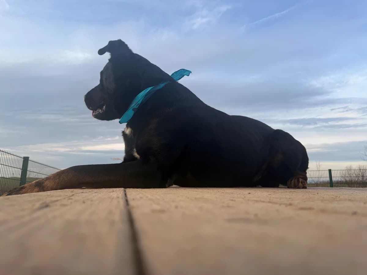 Loki,  Rottweiler for adoption at Tierheim Koblenz, Koblenz — photo 7 of 16