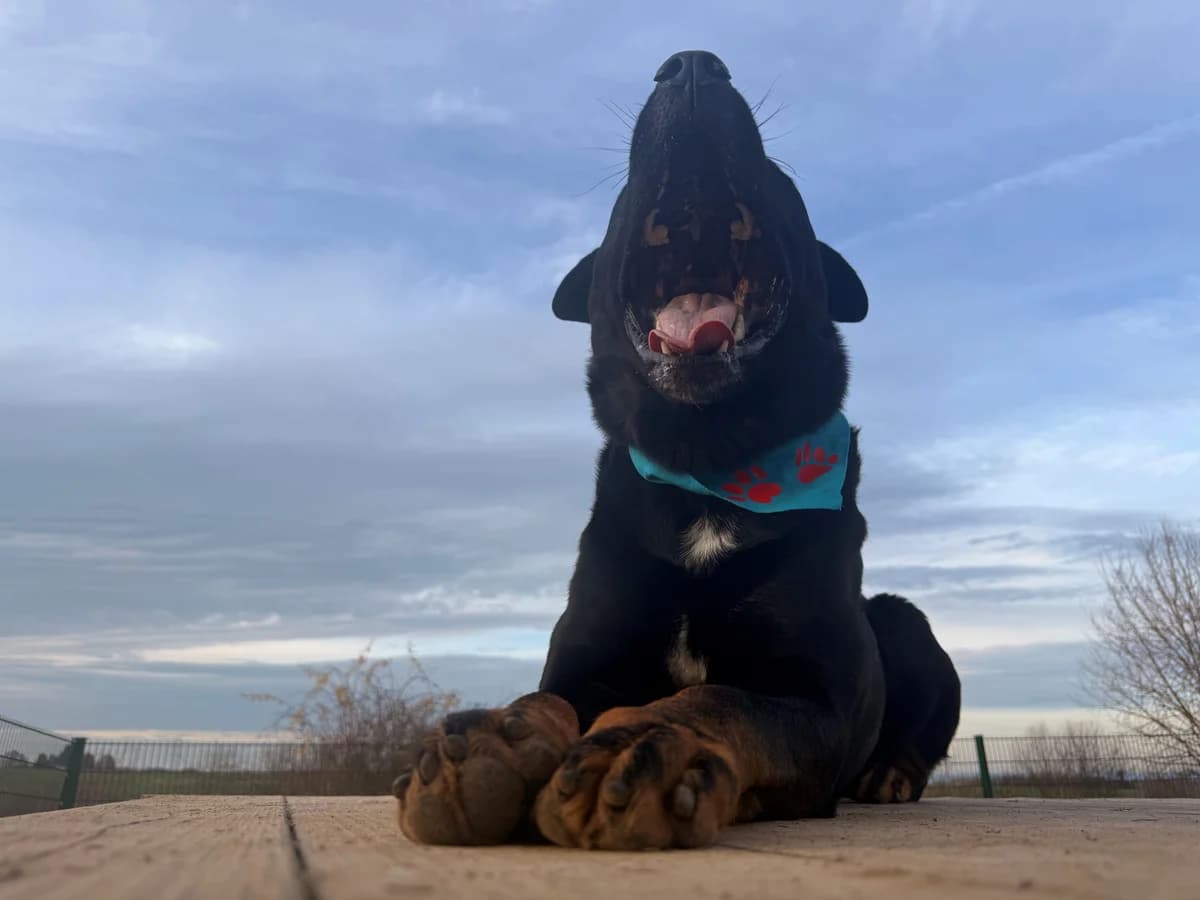 Loki,  Rottweiler for adoption at Tierheim Koblenz, Koblenz — photo 8 of 16