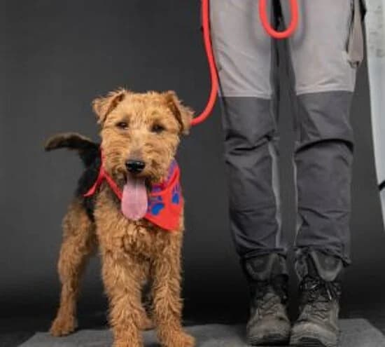 Arthur, male 5yo mixed breed for adoption at Tierheim Koblenz, Koblenz
