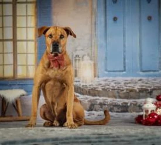 Santos, male senior Rhodesian Ridgeback for adoption at Tierheim Koblenz, Koblenz