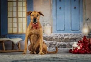 Santos, male Rhodesian Ridgeback for adoption at Tierheim Koblenz, Koblenz — photo 2 of 12
