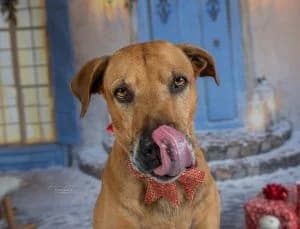Santos, male Rhodesian Ridgeback for adoption at Tierheim Koblenz, Koblenz — photo 3 of 12