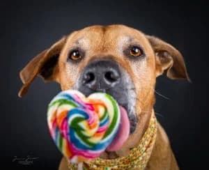 Santos, male Rhodesian Ridgeback for adoption at Tierheim Koblenz, Koblenz — photo 4 of 12