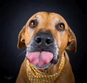 Santos, male Rhodesian Ridgeback for adoption at Tierheim Koblenz, Koblenz — photo 5 of 12