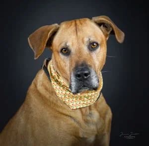 Santos, male Rhodesian Ridgeback for adoption at Tierheim Koblenz, Koblenz — photo 6 of 12