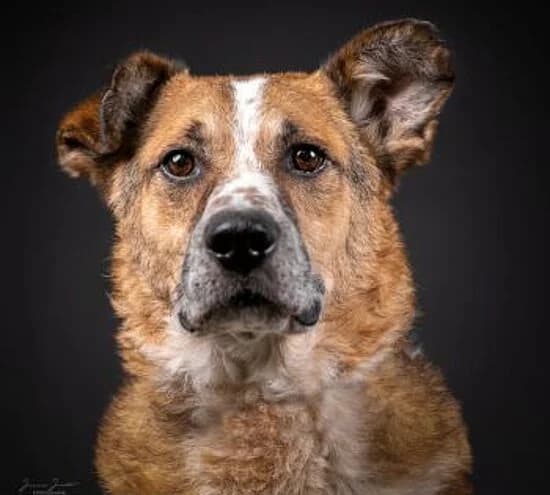 Hugo, male senior Mixed Breed for adoption at Tierheim Koblenz, Koblenz