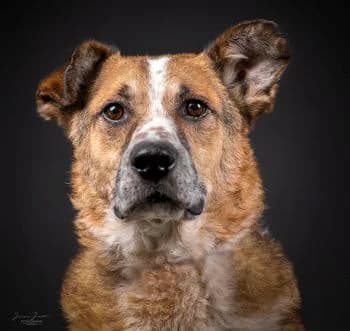 Hugo, male Mixed Breed for adoption at Tierheim Koblenz, Koblenz — photo 2 of 11