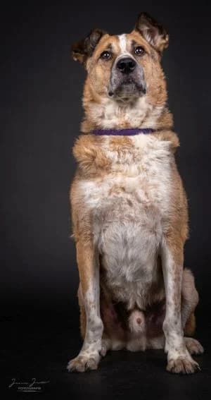 Hugo, male Mixed Breed for adoption at Tierheim Koblenz, Koblenz — photo 4 of 11