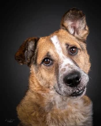 Hugo, male Mixed Breed for adoption at Tierheim Koblenz, Koblenz — photo 5 of 11