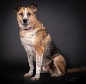 Hugo, male Mixed Breed for adoption at Tierheim Koblenz, Koblenz — photo 6 of 11