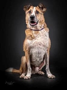 Hugo, male Mixed Breed for adoption at Tierheim Koblenz, Koblenz — photo 8 of 11