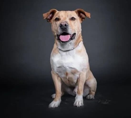 Vin, male senior Mixed Breed for adoption at Tierheim Koblenz, Koblenz