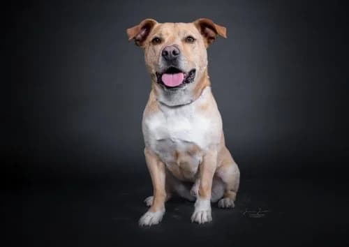 Vin, male Mixed Breed for adoption at Tierheim Koblenz, Koblenz — photo 2 of 5