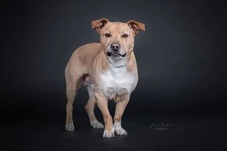 Vin, male Mixed Breed for adoption at Tierheim Koblenz, Koblenz — photo 5 of 5