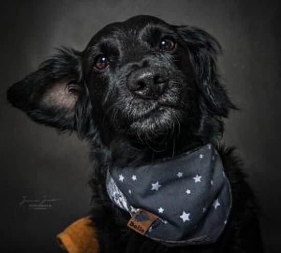 Bolle, male senior Dachshund for adoption at Tierheim Koblenz, Koblenz