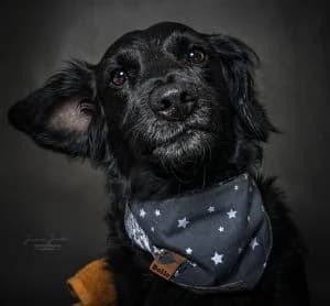 Bolle, male Dachshund for adoption at Tierheim Koblenz, Koblenz — photo 2 of 15