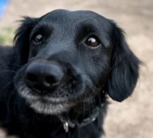 Bolle, male Dachshund for adoption at Tierheim Koblenz, Koblenz — photo 3 of 15