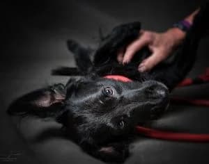 Bolle, male Dachshund for adoption at Tierheim Koblenz, Koblenz — photo 4 of 15