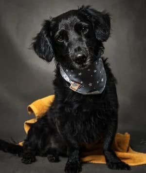 Bolle, male Dachshund for adoption at Tierheim Koblenz, Koblenz — photo 5 of 15